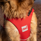 Red Paddle Co Dog Buoyancy Aid - Red