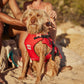 Red Paddle Co Dog Buoyancy Aid - Red